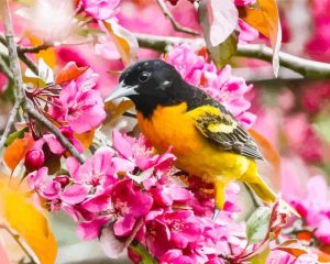 Baltimore Oriole And Pink Blossoms Diamond Painting