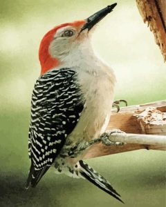 Downy Woodpecker Diamond Painting