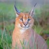 Wildcat Caracal Animal Diamond Painting