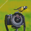 Bird On Camera Diamond Painting