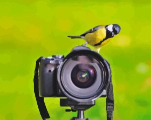 Bird On Camera Diamond Painting