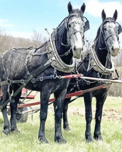 Black Percheron Horses Diamond Painting