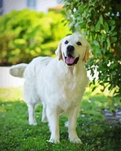 Cream Retriever Dog Diamond Painting