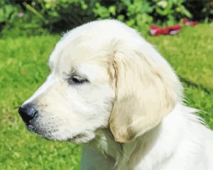 Cream Retriever Side View Diamond Painting