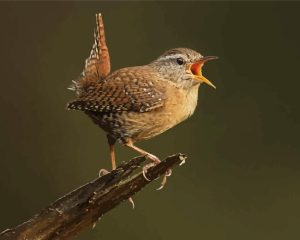 English Wren On Tree Diamond Painting