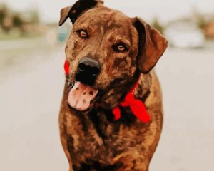 Mountain Cur With Scarf Diamond Painting