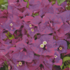 Purple Flowers Plant Diamond Painting