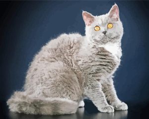 Selkirk Rex Cat Diamond Painting