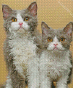 Selkirk Rex Kitten Diamond Painting