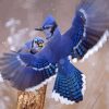 Two Blue Jay In Winter Diamond Painting