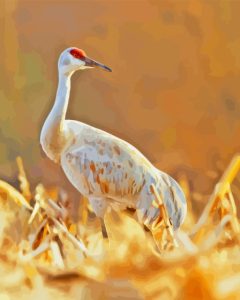 White Sandhill Crane Diamond Painting