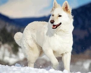 White German Shepherd Diamond Painting