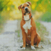 American Staffordshire Terrier Diamond Painting
