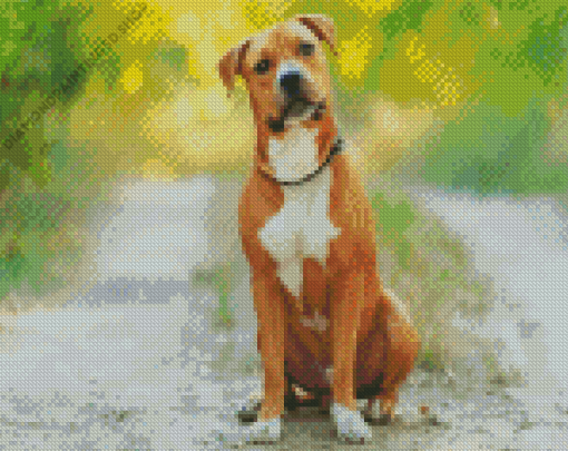 American Staffordshire Terrier Diamond Painting