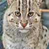 Fishing Cat Animal Diamond Painting