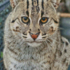 Fishing Cat Animal Diamond Painting