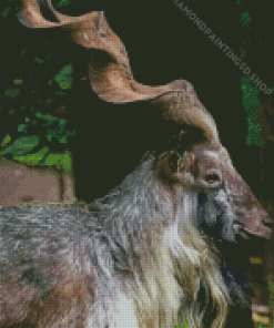 Markhor Animal Diamond Painting