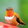 Rufous Hummingbird Front Diamond Painting