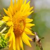 Sunflower With Hummingbird Diamond Painting