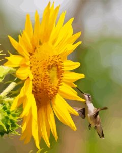 Sunflower With Hummingbird Diamond Painting