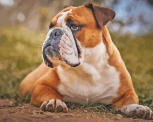 White And Brown Bulldog Diamond Painting