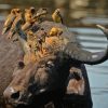 Black Buffalo And Birds Diamond Painting