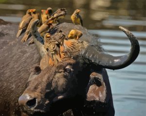 Black Buffalo And Birds Diamond Painting