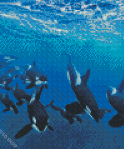 Orcas In Antarctica Diamond Painting