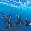 Orcas In Antarctica Diamond Painting