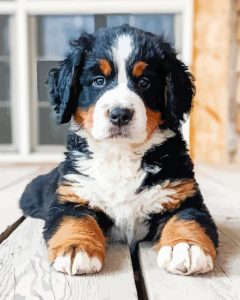 Bernese Mountain Puppy Diamond Paintings