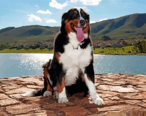 The Bernese Mountain Dog Diamond Paintings