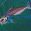 Cobia Fish Diamond Painting