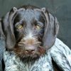 German Wirehaired Diamond Painting