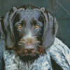 German Wirehaired Diamond Painting