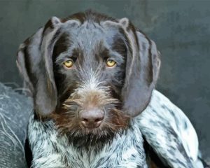 German Wirehaired Diamond Painting