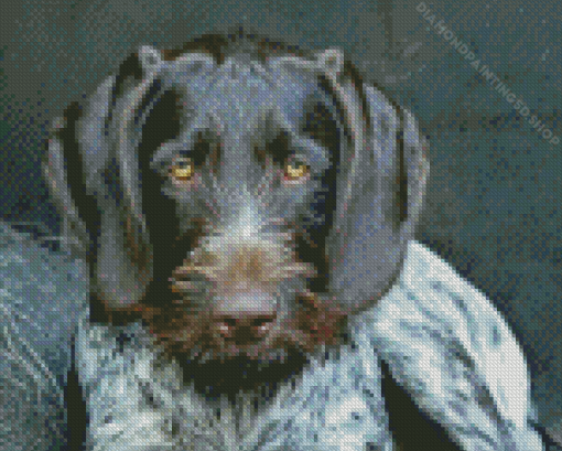 German Wirehaired Diamond Painting