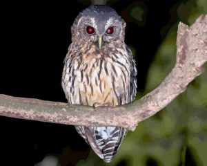 Marbled Owl Diamond Painting