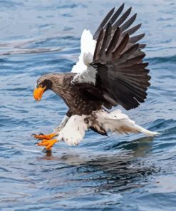 Sea Eagle Diamond Painting