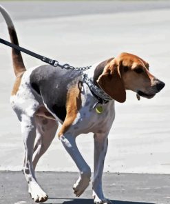 Treeing Walker Coonhound Diamond Painting