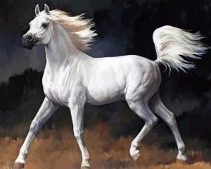 Arabian Horse Diamond Painting