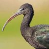 Black Ibis Diamond Painting