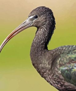 Black Ibis Diamond Painting