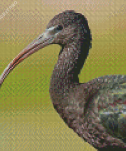 Black Ibis Diamond Painting