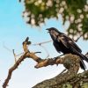 Dead Tree And Raven Diamond Painting