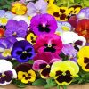 Pansy Flower Diamond Painting