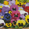 Pansy Flower Diamond Painting