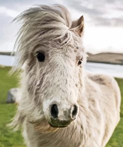 Shetland Pony Diamond Painting