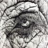 Elephant Eye Diamond Painting