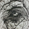 Elephant Eye Diamond Painting