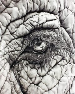 Elephant Eye Diamond Painting